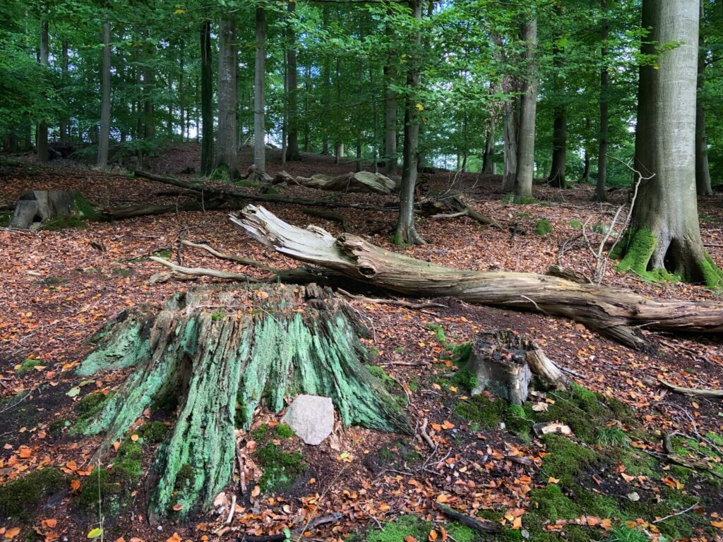 Mystical creatures in the wild wood